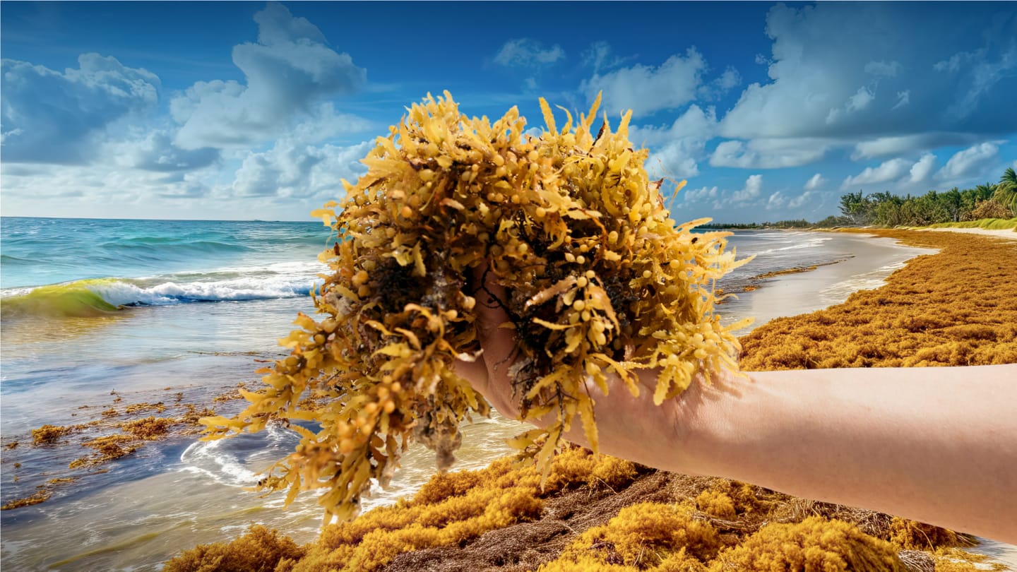 This Seaweed Was a Caribbean Disaster, Now It's Gold
