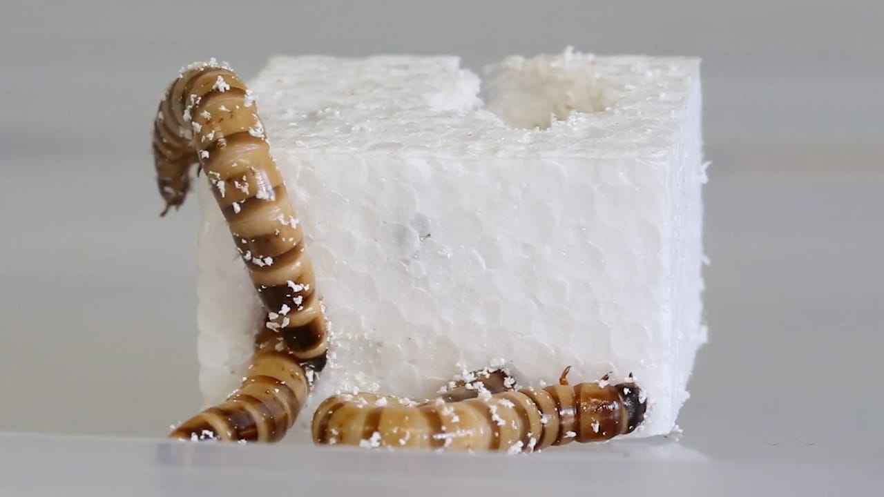 Why Worms May Be the Future of Plastic Recycling